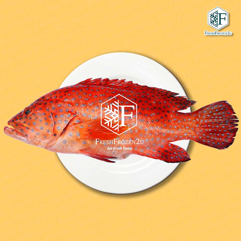 Wild Caught Coral Trout Steak (700g) 七星斑切片