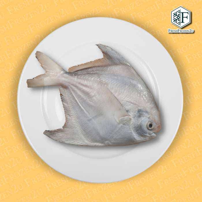 Sabah Chinese Pomfret Fish (450g) 斗鲳 Bawal Tambak