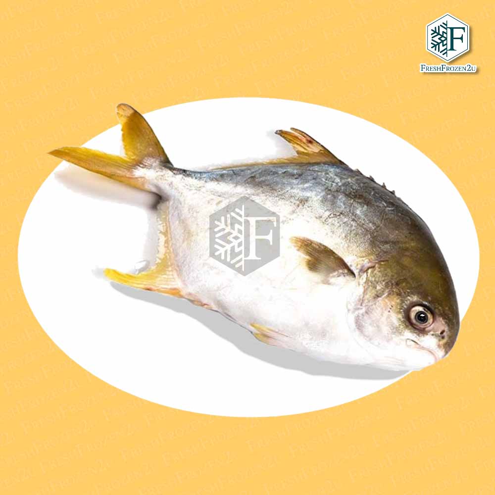 Frozen Golden Pomfret 300-400gm