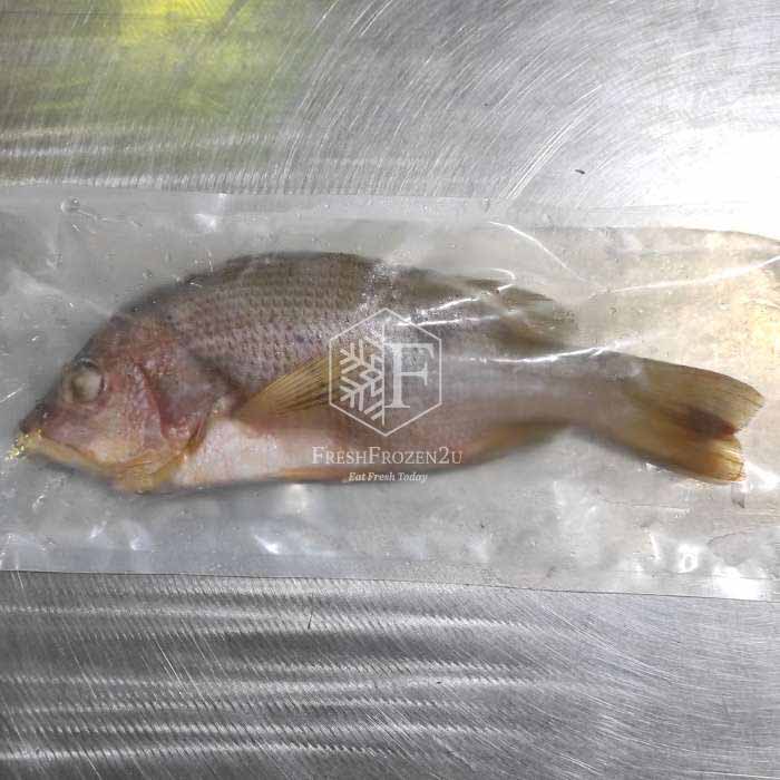 Sabah John Snapper Fish (450g) 红糟鱼